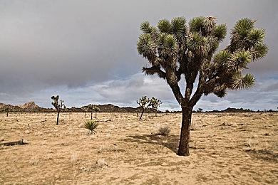 出师未捷 《黑豹》原打算复刻《魔多阴影》复仇女神系统